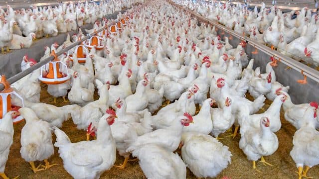 Broiler poultry farm operations