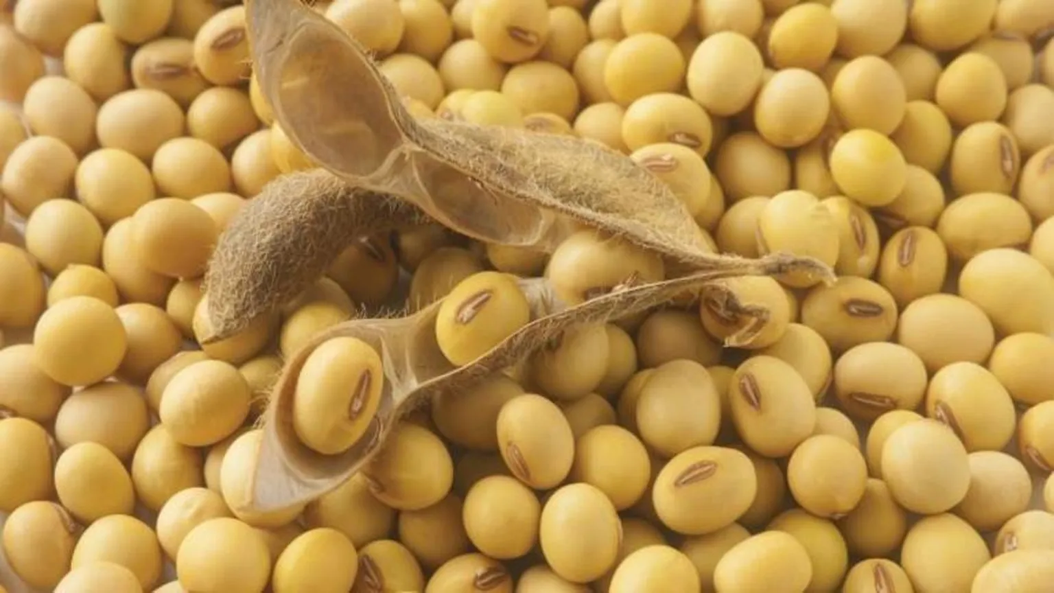 Soya bean grain product