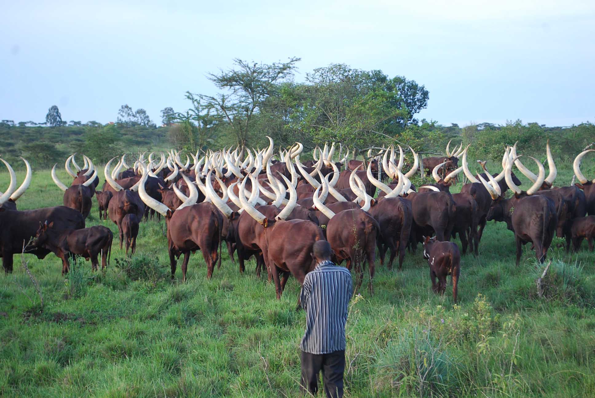 Livestock grower feed product